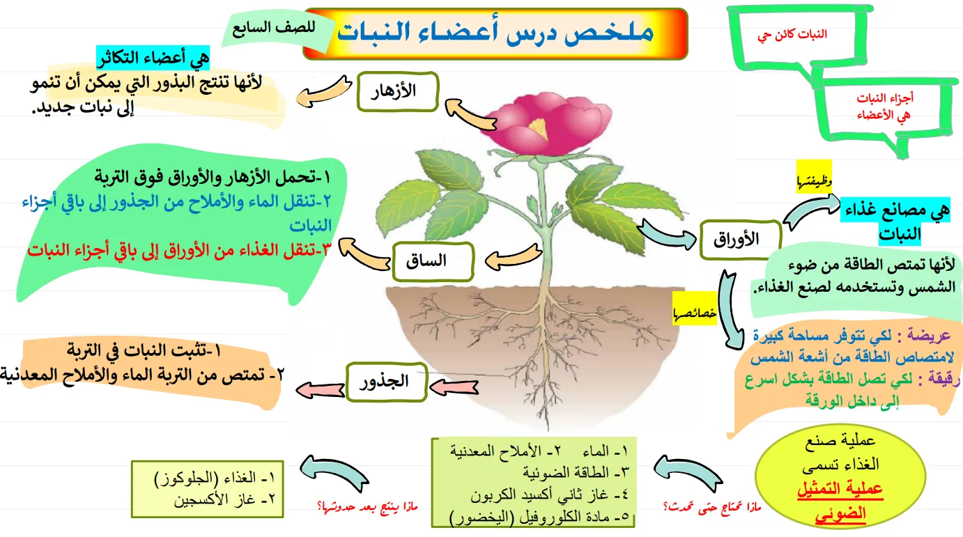 ملخص دروس الوحدة الأولى لمادة العلوم للصف السابع الفصل الأول أ. فايزة البلوشي